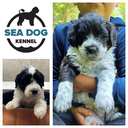 Sea Dogs Kennel