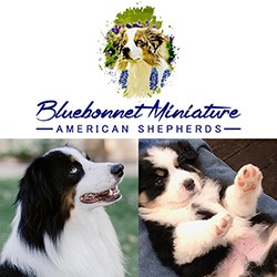 Bluebonnet Miniature American Shepherds