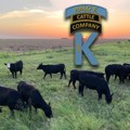 Halo K Cattle