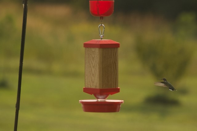 High quality feeders handcrafted in the USA by Tree Bird Feeders