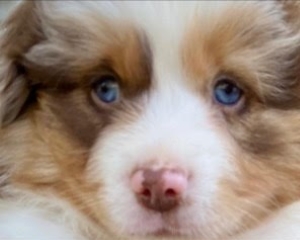 Miniature American Shepherd puppies from Bluebonnet Miniature American Shepherds