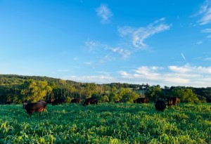 Pennsylvania-farmed beef raised antibiotic and hormone free at LaFaver Family Farm