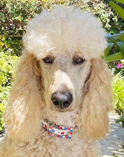 Elegant Swarovski Crystal Dog Collars from USA Dogs