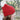 100% Alpaca Pom-Pom Channel Beanie Hat