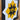 Iowa Hawkeyes Barn Quilt