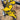 Iowa Hawkeyes Vintage Football Herky