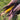 Bear Island Chippewa, Flour Corn