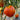 Goat's Bag, Tomato