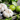 Lime Garlic Salt