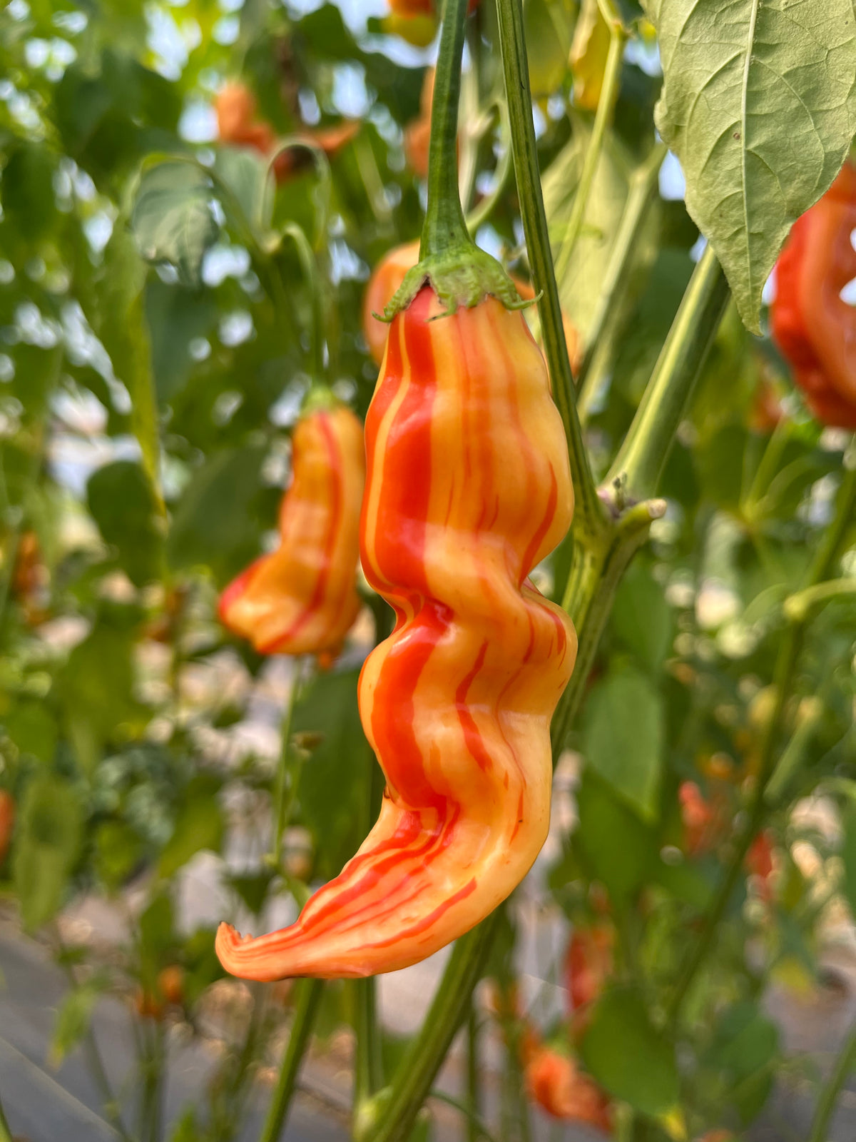 Life Root Life Root Farm | Heirloom & Open-Pollinated Seeds | 10% Off – Mammoth ...