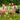 Avanti Alpaca Greeting Card - Six-Paca
