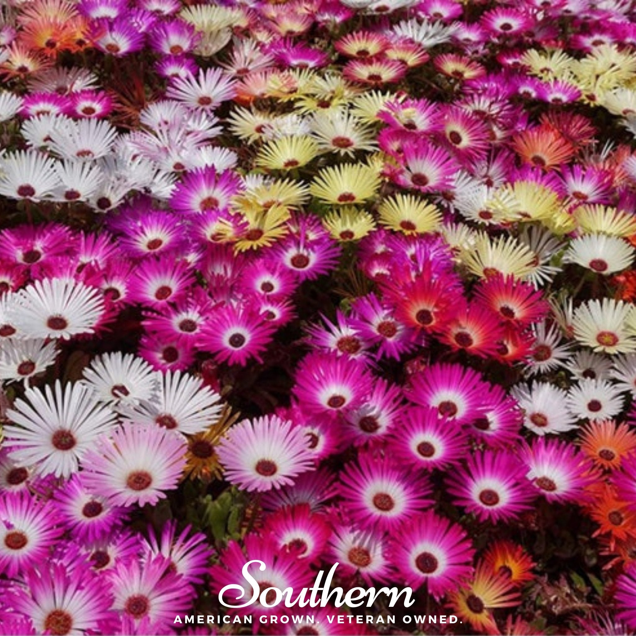 Ice Plant Mix – 200 Seeds – Mammoth Nation