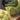 Wasabi Salt: WAS-AB-HAPPENIN - Mammoth Nation