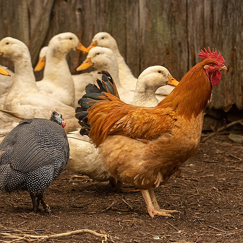 Freedom Farms Discount Code 20 Off When You Order 100 or More