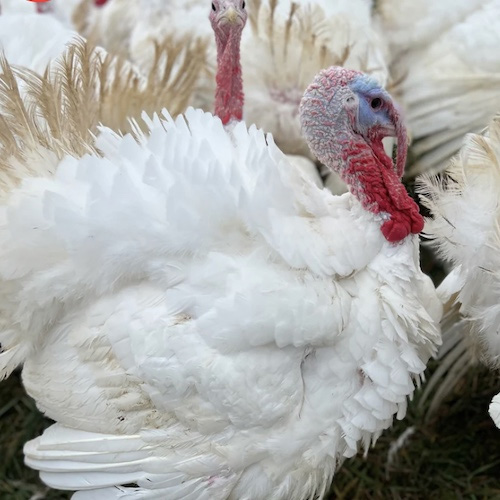 Freedom Farms Discount Code 20 Off When You Order 100 or More